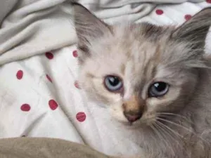 Gato raça Siamês idade 2 a 6 meses nome Pingo
