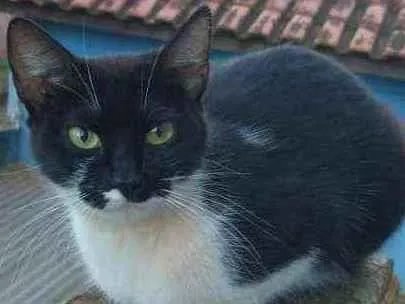 Gato raça Vira lata idade 3 anos nome Caty