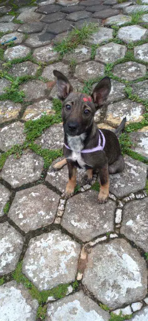 Cachorro raça SRD idade 2 a 6 meses nome Sabrina