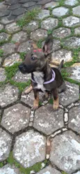 Cachorro raça SRD idade 2 a 6 meses nome Sabrina