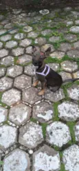 Cachorro raça SRD idade 2 a 6 meses nome Sabrina