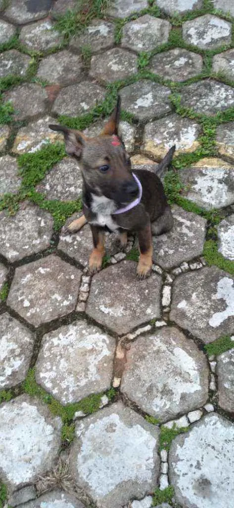 Cachorro raça SRD idade 2 a 6 meses nome Sabrina
