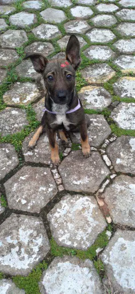 Cachorro raça SRD idade 2 a 6 meses nome Sabrina