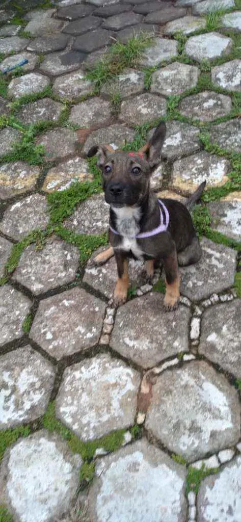 Cachorro raça SRD idade 2 a 6 meses nome Sabrina