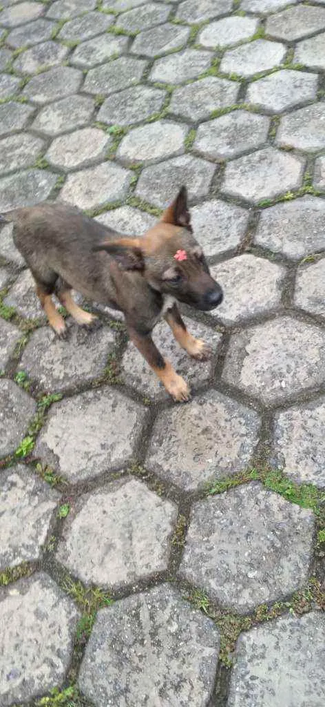 Cachorro raça SRD idade 2 a 6 meses nome Sabrina