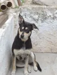 Cachorro raça SRD idade 2 anos nome Batman
