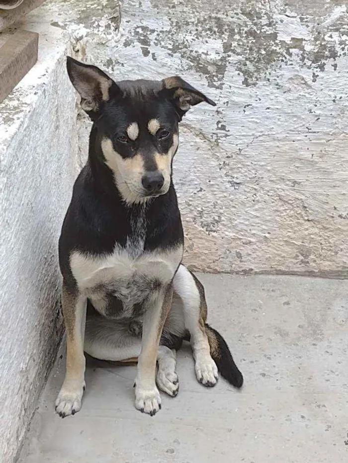 Cachorro raça SRD idade 2 anos nome Batman