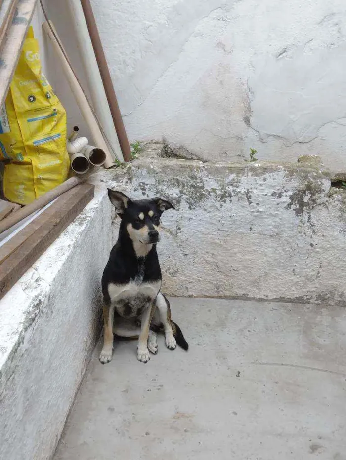 Cachorro raça SRD idade 2 anos nome Batman