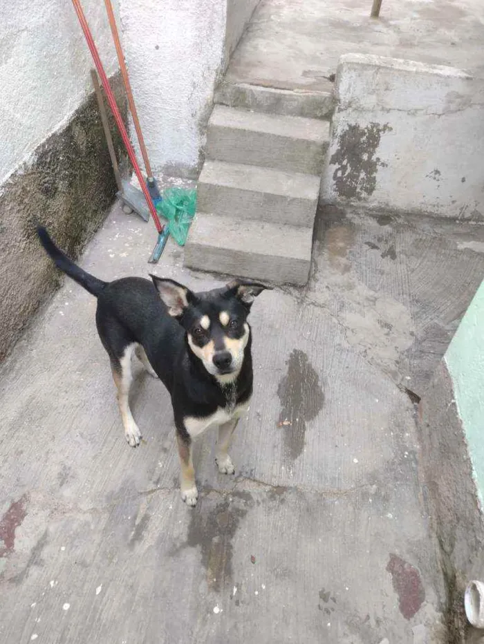 Cachorro raça SRD idade 2 anos nome Batman