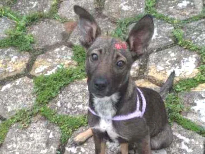 Cachorro raça SRD idade 2 a 6 meses nome Sabrina