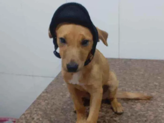 Cachorro ra a SRD idade 2 a 6 meses nome Thor