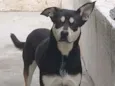 Cachorro raça SRD idade 2 anos nome Batman