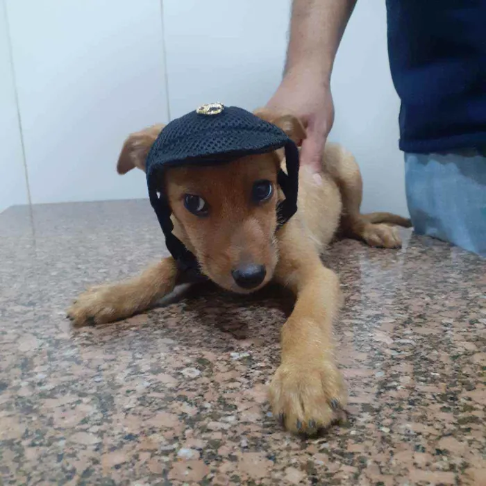 Cachorro ra a SRD idade 2 a 6 meses nome Valente 