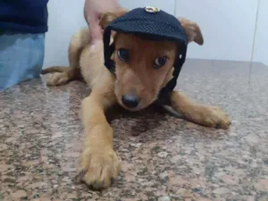 Cachorro raça SRD idade 2 a 6 meses nome Valente 