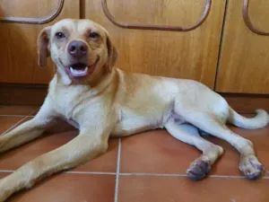 Cachorro raça SRD idade 2 a 6 meses nome Sem nome