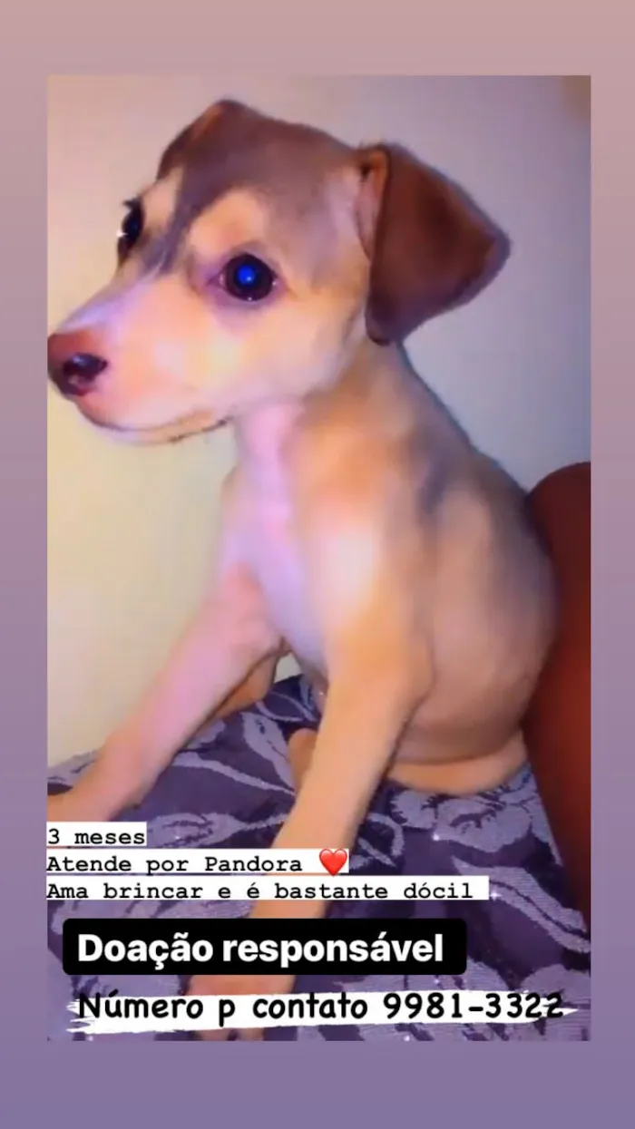 Cachorro raça Srd idade 2 a 6 meses nome Pandora