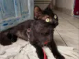 José Bento
