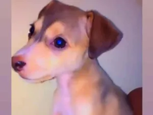 Cachorro raça Srd idade 2 a 6 meses nome Pandora