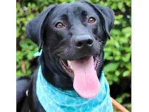 Cachorro raça SRD  idade 1 ano nome Gibão 