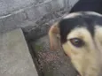 Bolinha