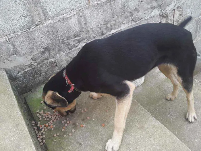 Cachorro ra a Srd idade 1 ano nome Bolinha 