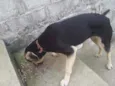 Bolinha