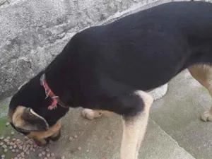 Cachorro raça Srd idade 1 ano nome Bolinha 