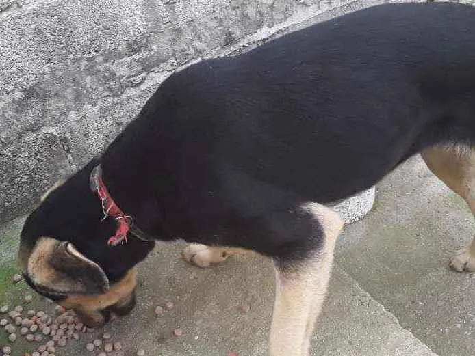 Cachorro ra a Srd idade 1 ano nome Bolinha 