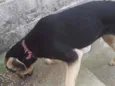 Bolinha