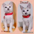 Gato raça SRD  idade 2 a 6 meses nome Brunet 