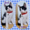 Gato raça SRD  idade 2 a 6 meses nome Joel 