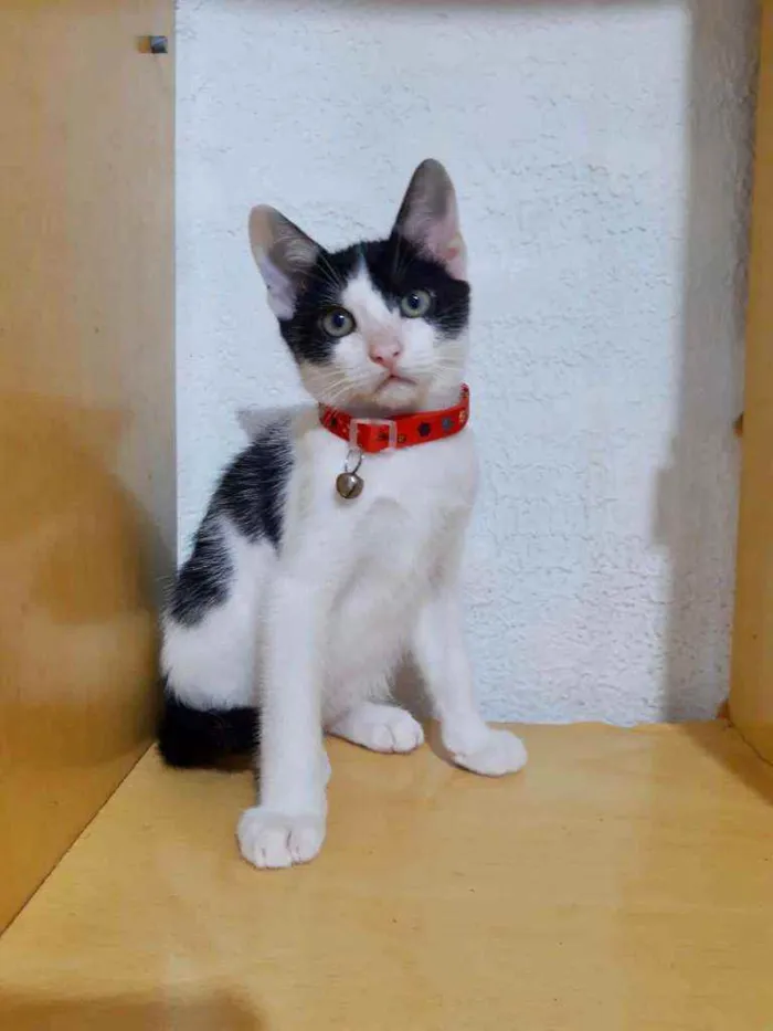 Gato raça SRD  idade 2 a 6 meses nome Joel 