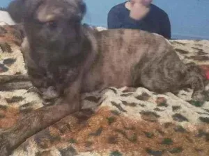Cachorro raça Varios idade 7 a 11 meses nome Laila