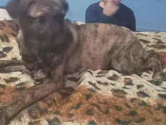 Cachorro ra a Varios idade 7 a 11 meses nome Laila