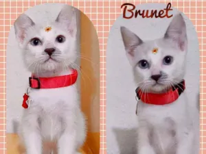 Gato raça SRD  idade 2 a 6 meses nome Brunet 