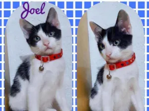 Gato raça SRD  idade 2 a 6 meses nome Joel 
