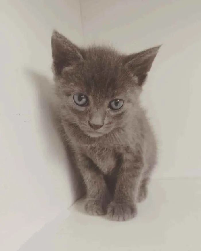 Gato ra a SRD ( SEM RACA DEFINIDA) idade Abaixo de 2 meses nome JONHN LENNON