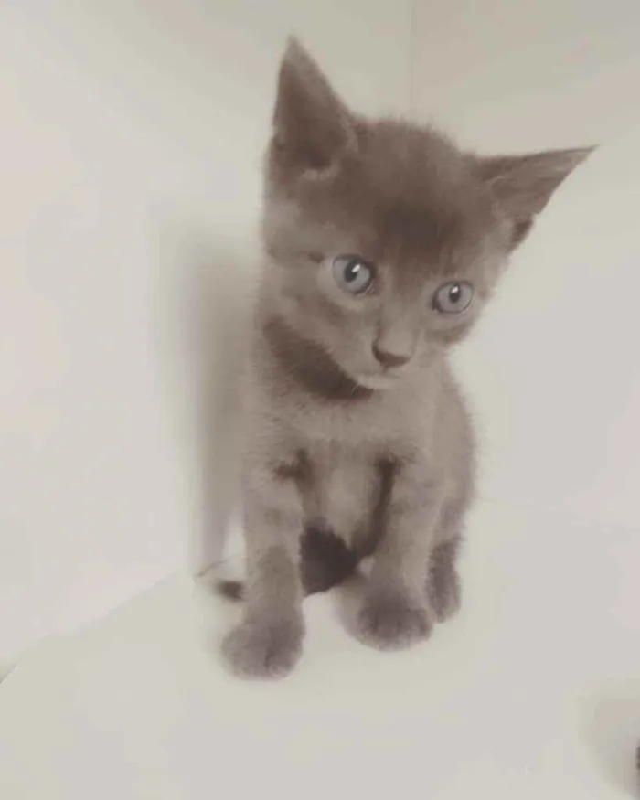 Gato ra a SRD ( SEM RACA DEFINIDA) idade Abaixo de 2 meses nome JONHN LENNON