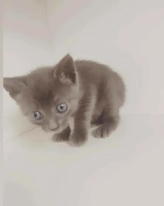 Gato ra a SRD ( SEM RACA DEFINIDA) idade Abaixo de 2 meses nome JONHN LENNON
