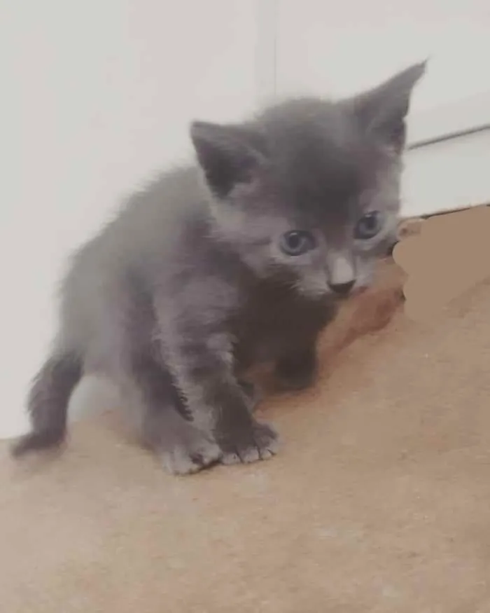 Gato ra a SRD ( SEM RACA DEFINIDA) idade Abaixo de 2 meses nome JONHN LENNON