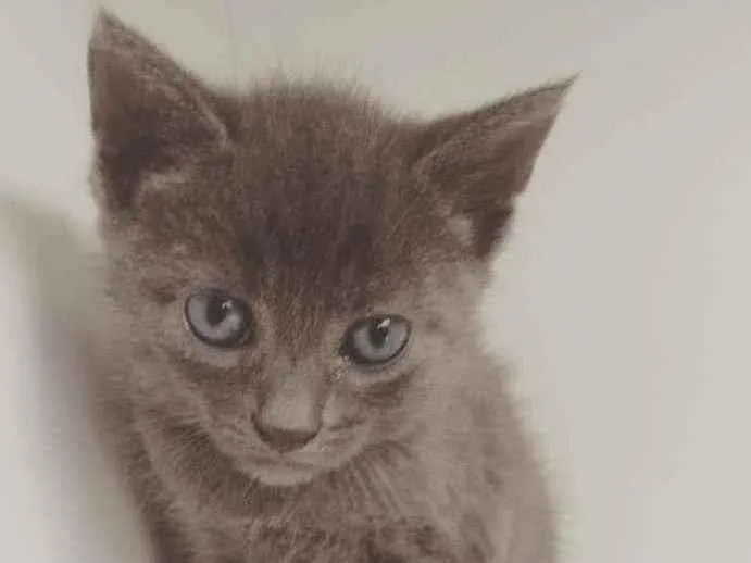 Gato ra a SRD ( SEM RACA DEFINIDA) idade Abaixo de 2 meses nome JONHN LENNON