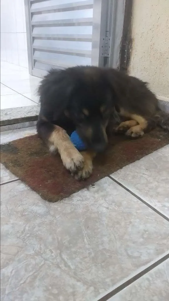 Cachorro raça SRD-ViraLata idade 1 ano nome Buddy