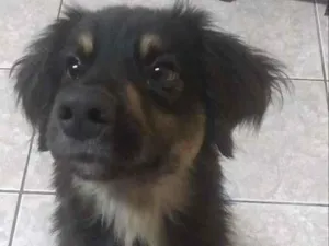 Cachorro raça SRD-ViraLata idade 1 ano nome Buddy