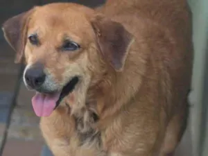 Cachorro raça  idade  nome Layla