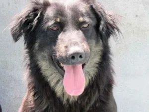 Cachorro raça  idade  nome Boomer
