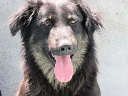 Cachorro raça  idade  nome Boomer