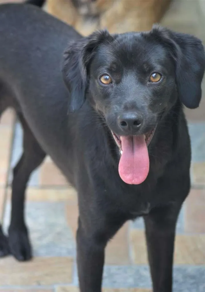 Cachorro raça  idade 1 ano nome Sabrina Filhote