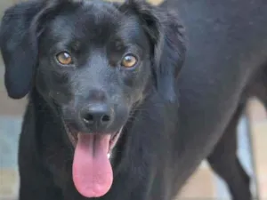Cachorro raça  idade 1 ano nome Sabrina Filhote
