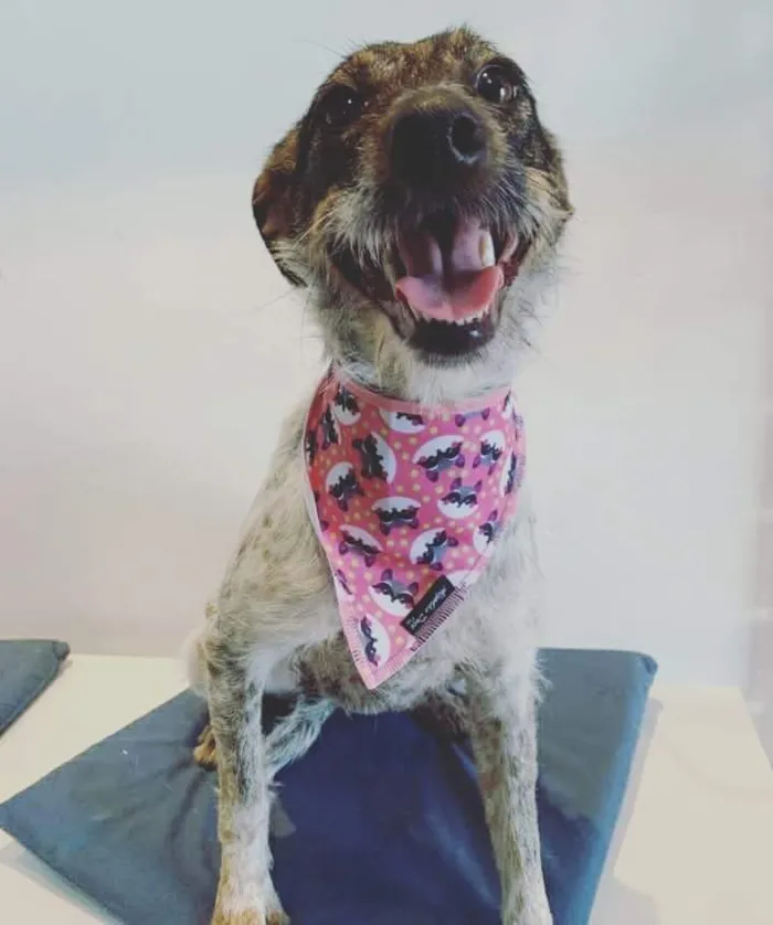 Cachorro raça SRD idade 7 a 11 meses nome Meg