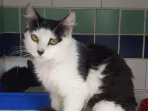 Gato raça SRD idade 7 a 11 meses nome Nubia e Amon